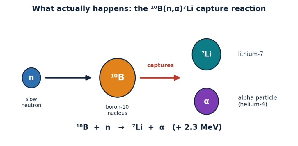 Diagram of the boron-10 neutron capture reaction: a slow neutron strikes a boron-10 nucleus, which captures it and splits into a lithium-7 nucleus and an alpha particle (helium-4), releasing about 2.3 MeV.
